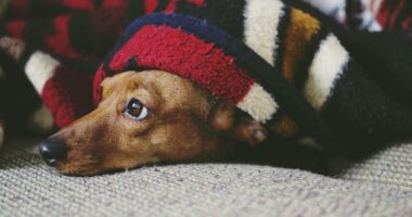 What Are Common Health Issues for Your Dog in California?